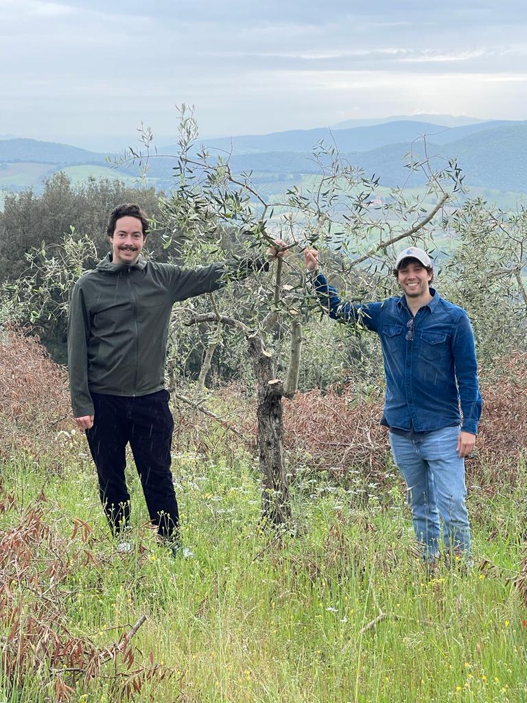 Image of olives in a tree