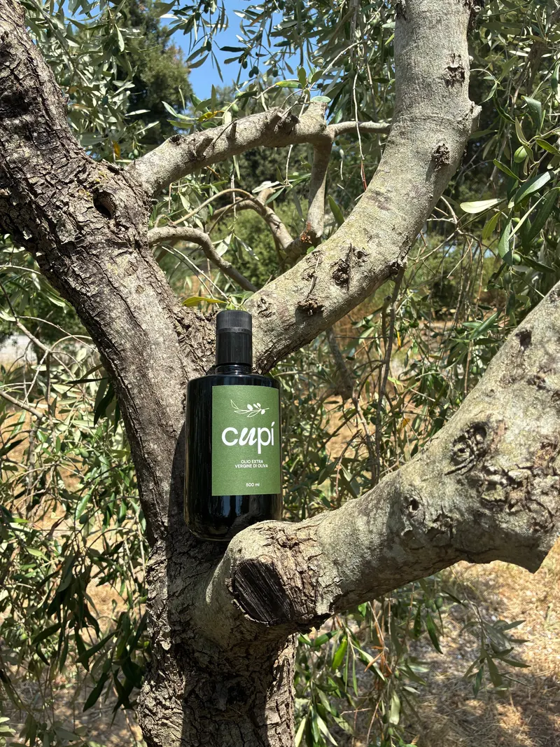 A bottle of Olio Cupí resting in the fork of an olive tree