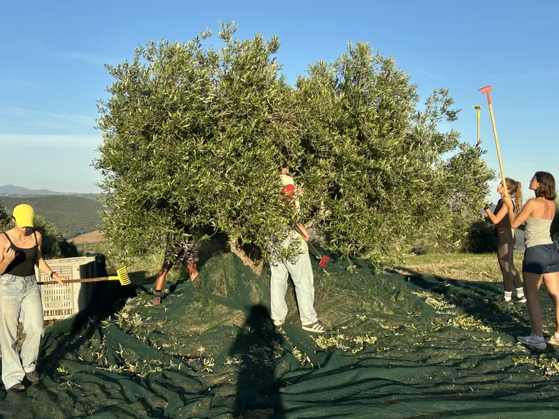 Friends combing an olive tree with rakes in the afternoon light