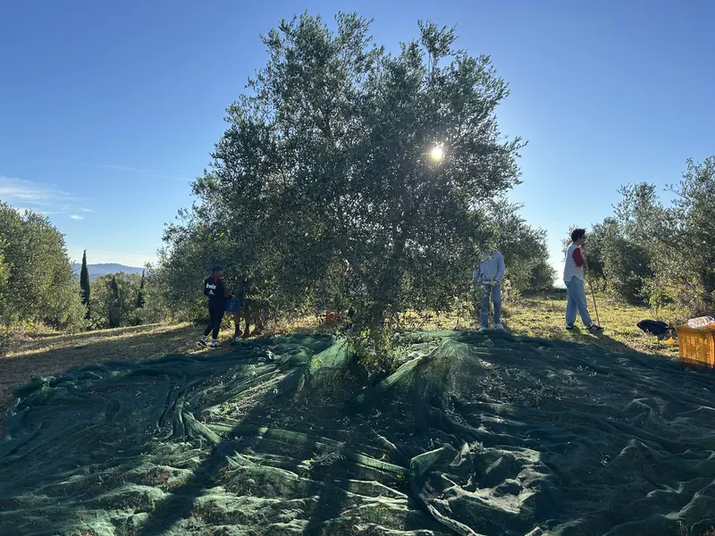 An old olive tree with nets spread beneath it, sun shining through the branches