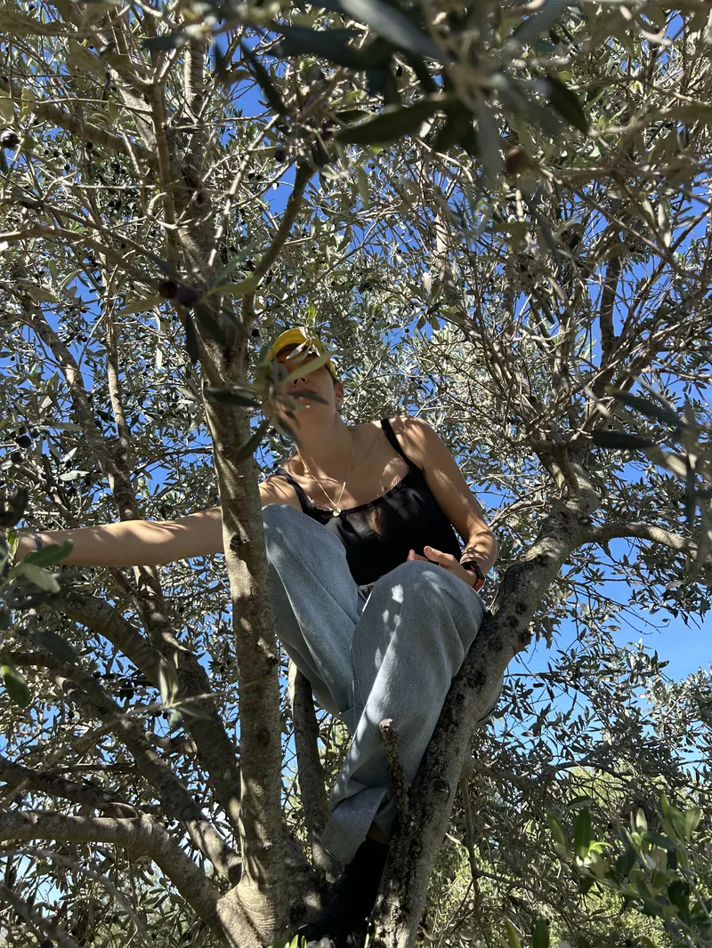 A friend standing inside an olive tree, picking olives