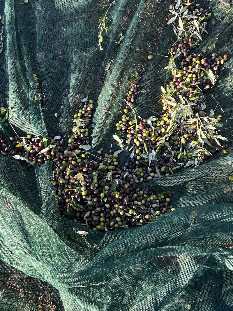 Green, purple and black olives with leaves on a harvest net