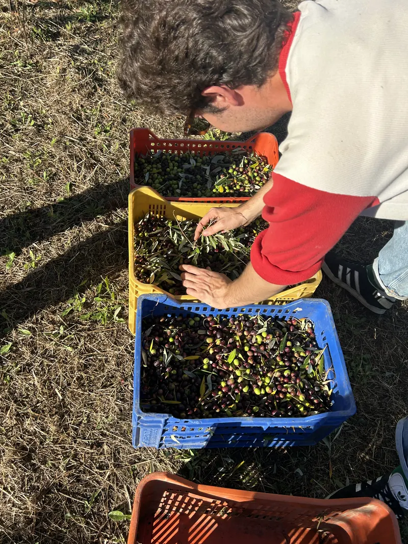 Sorting olives in colourful crates, seen from above