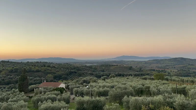 Sunrise over the olive groves of Cupì